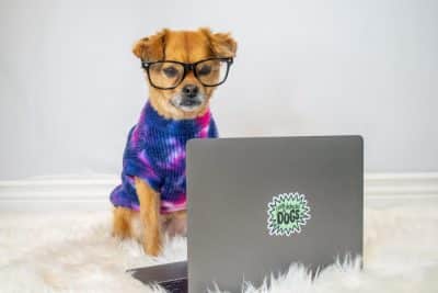 The Ultimate Guide to Pet Marketing: Your Step-by-Step Campaign Success